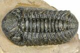 Detailed Phacopid (Morocops) Trilobite - Foum Zguid, Morocco #363137-1